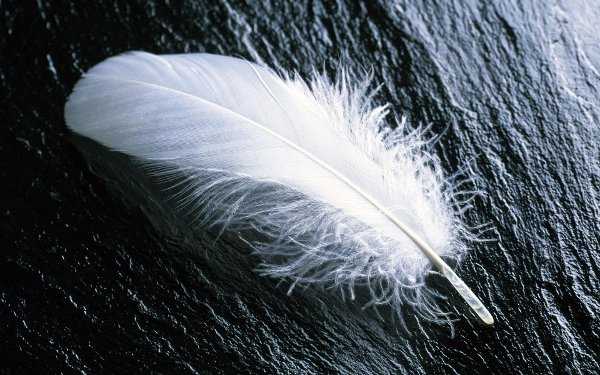 feather feather